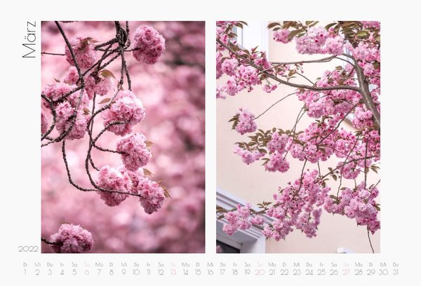 Seidenweich und zartrosa. Japanische Kirschblüten Fotokalender 2022 (Weiß)