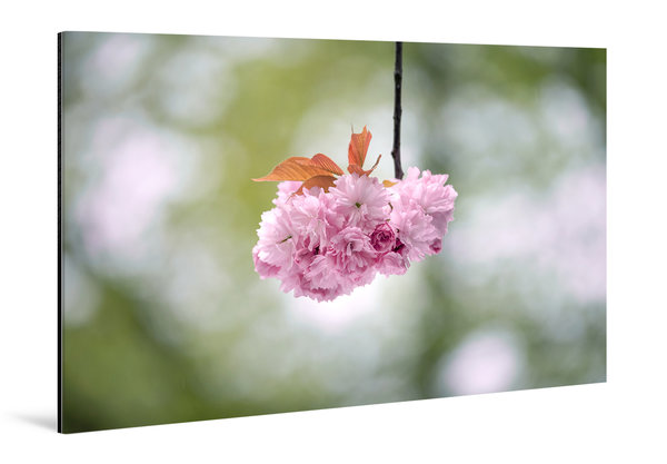 Die Anmut der japanischen Kirschblüte (1)