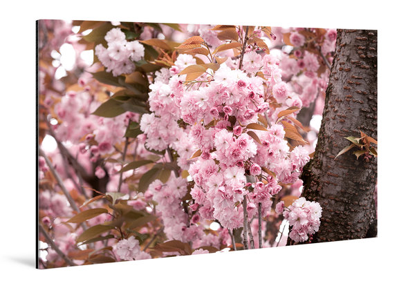 Die Anmut der japanischen Kirschblüte (3)