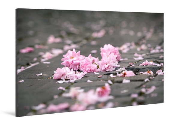 Die Anmut der japanischen Kirschblüte (13)