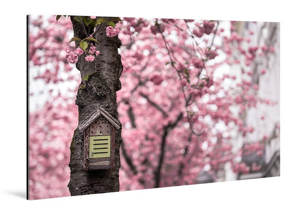 Die Anmut der japanischen Kirschblüte (11)