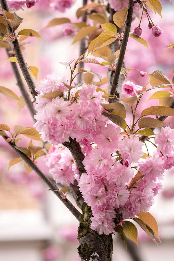 Die Anmut der japanischen Kirschblüte (12)