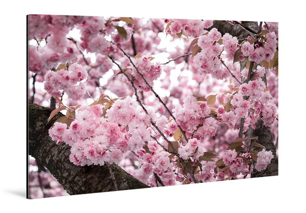 Die Anmut der japanischen Kirschblüte (8)