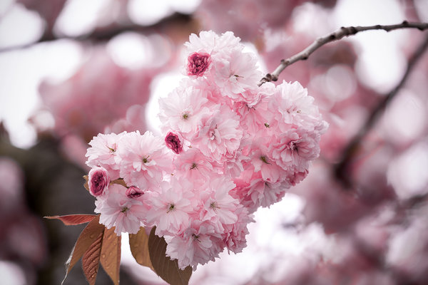 Die Anmut der japanischen Kirschblüte (9)