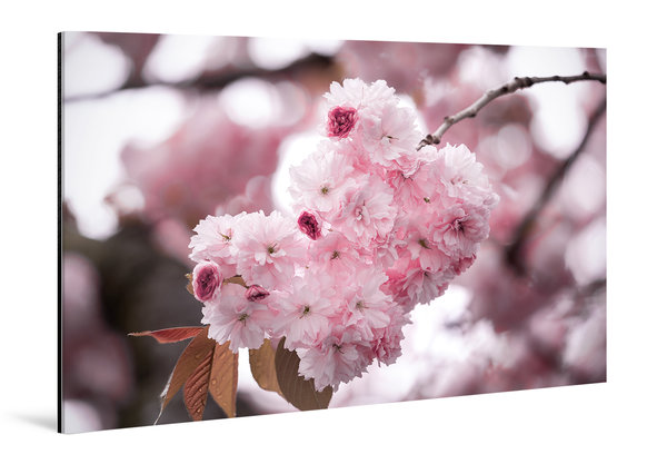Die Anmut der japanischen Kirschblüte (9)
