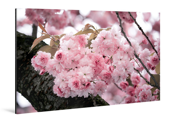 Die Anmut der japanischen Kirschblüte (7)