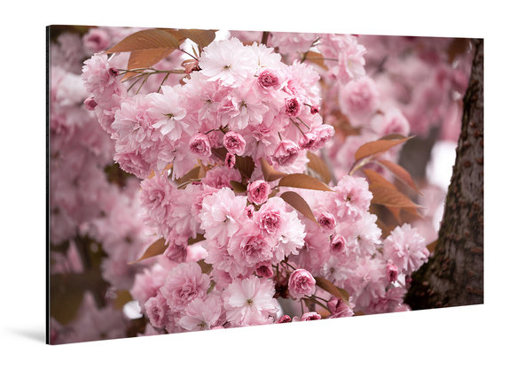 Die Anmut der japanischen Kirschblüte (4)