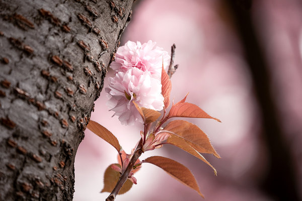Die Anmut der japanischen Kirschblüte (5)