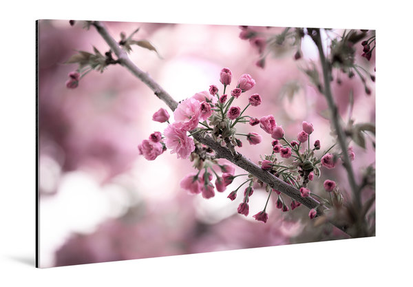 Die Anmut der japanischen Kirschblüte (14)